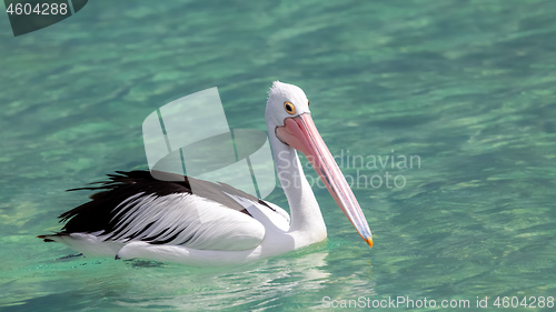 Image of pelican Australia sea