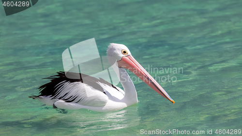 Image of pelican Australia sea