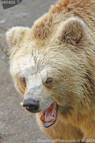 Image of Growling bear