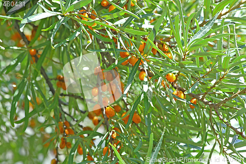 Image of Sea-buckthorn berries