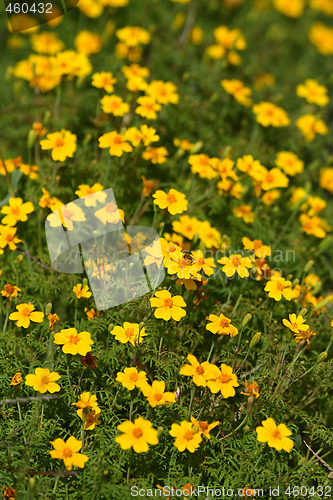 Image of Marigolds