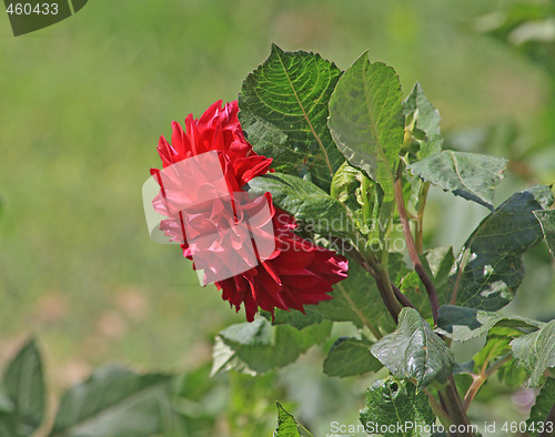 Image of Red dahlia