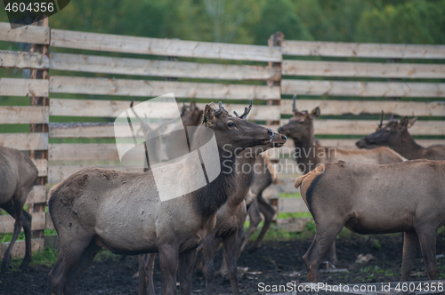 Image of marals on farm in Altay