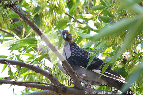 Image of Pigeon