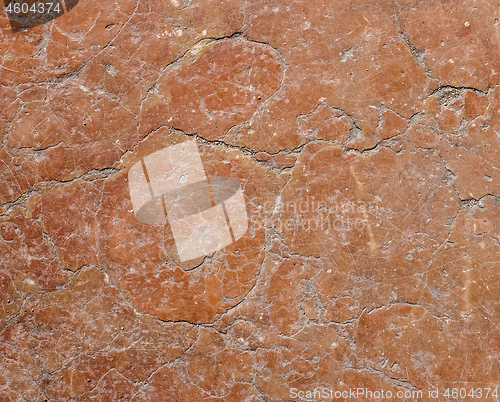 Image of Ammonite fossil in red marble