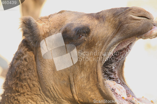 Image of Camel