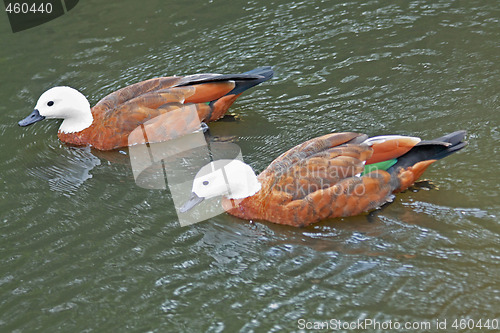 Image of Two ducks