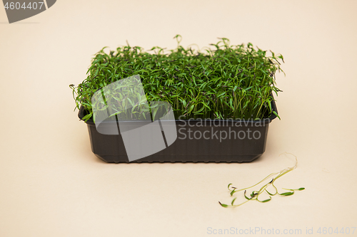 Image of Micro greens sprouts of amaranth