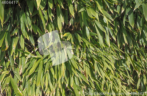 Image of bamboo tree leaves