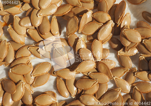 Image of pumpkin squash seed