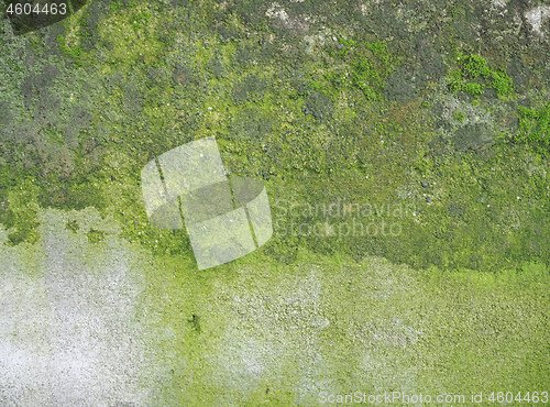 Image of weathered concrete wall with green moss background