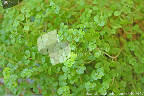 Image of Little green leaves