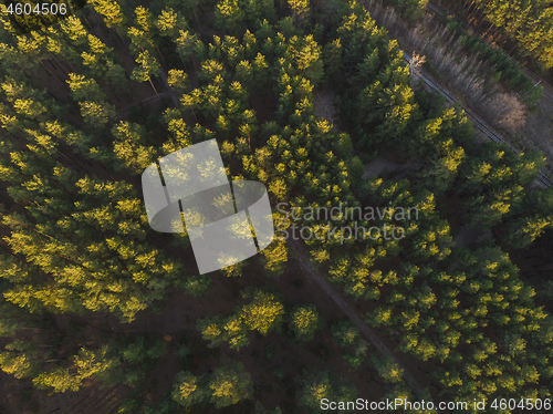 Image of Aerial view of summer forest.