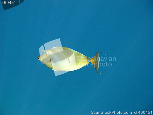 Image of Tropical coral fish