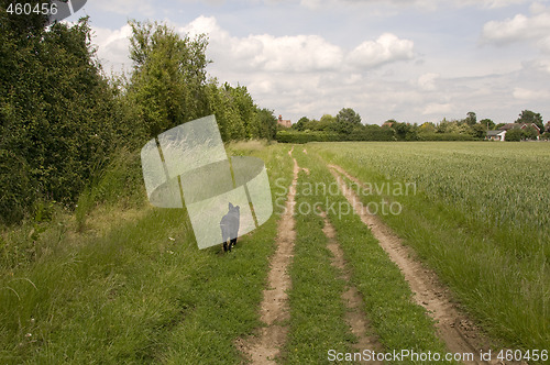 Image of Dog in a field