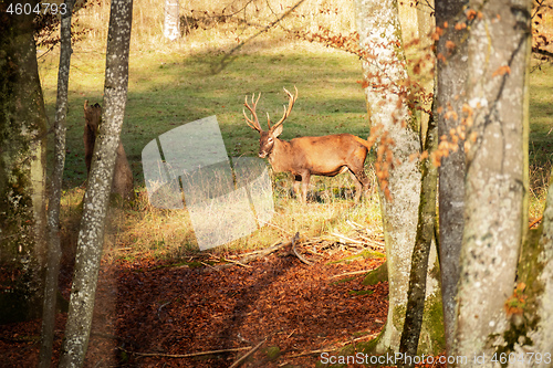 Image of stag in the forest