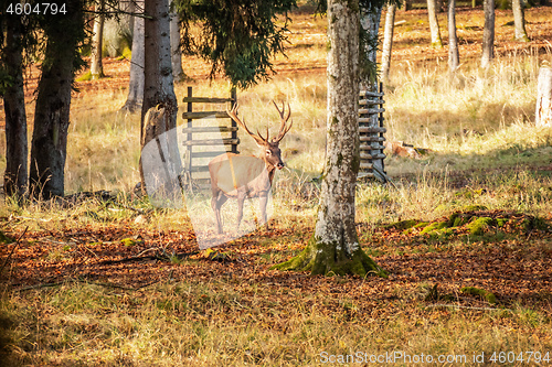 Image of stag in the forest