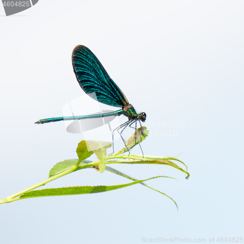 Image of beautiful dragonfly insect with space for your content