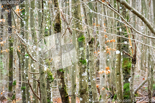 Image of wood forest texture background