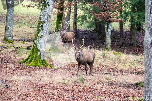 Image of stag in the forest