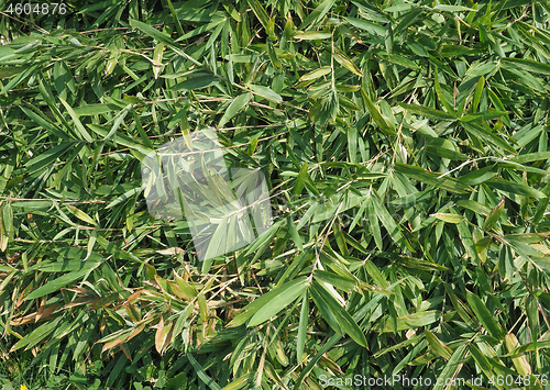 Image of green bamboo leaves texture background