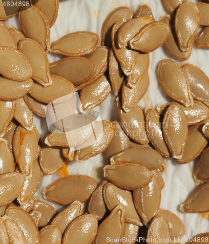 Image of pumpkin squash seed