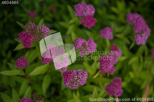 Image of Blooming Willow-herb meadow