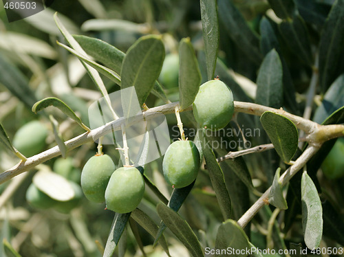 Image of Olive tree