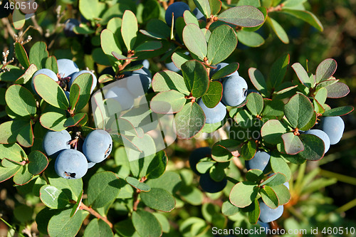 Image of Blueberries.