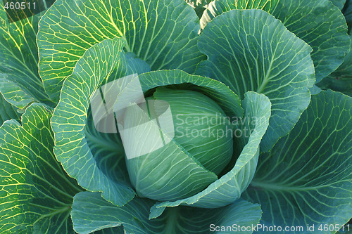 Image of Cabbage.