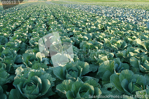 Image of Cabbages.