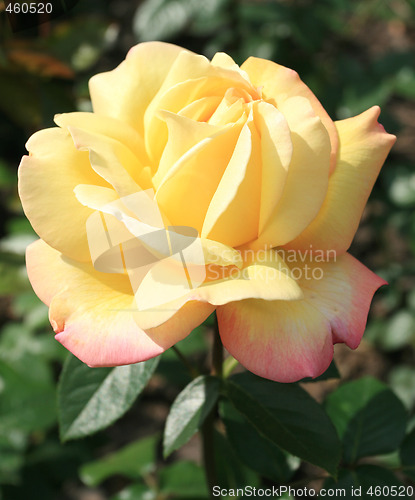 Image of Yellow rose