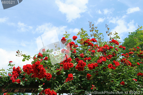 Image of Red roses