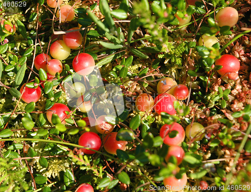 Image of Cranberry.