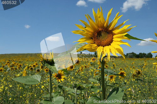 Image of Sunflower