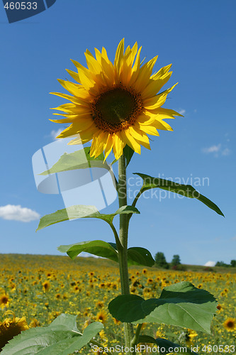 Image of Sunflower.