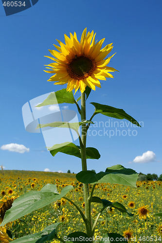 Image of Sunflower.