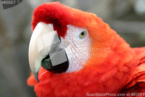 Image of Scarlet Macaw