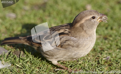 Image of House Sparrow. 