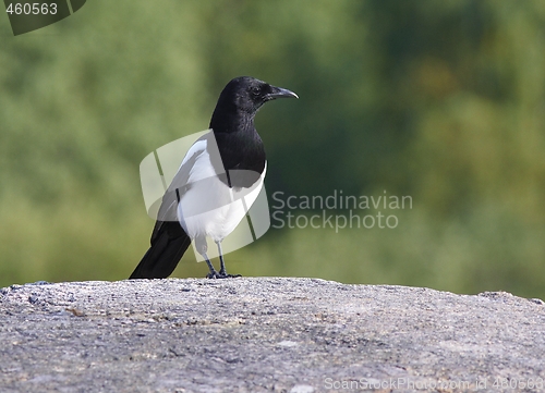 Image of Magpie. 
