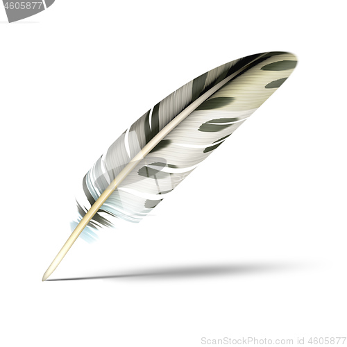 Image of beautiful feather with shadow on white