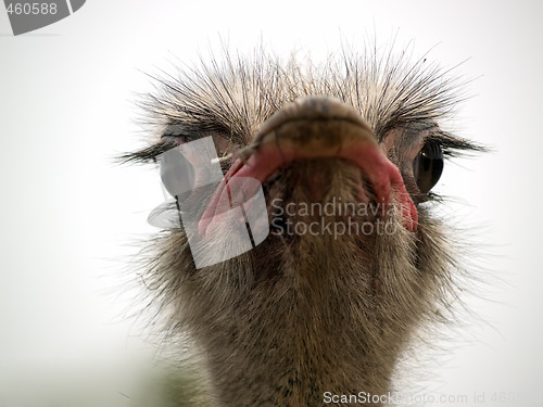 Image of Ostrich head