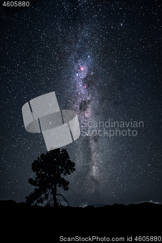 Image of tree under the milky way night sky New Zealand February