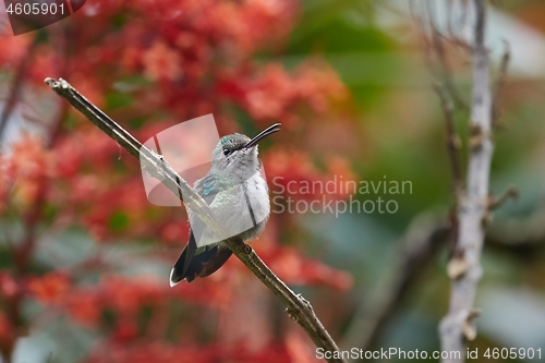 Image of Colibri feeding from flower in a rainforest