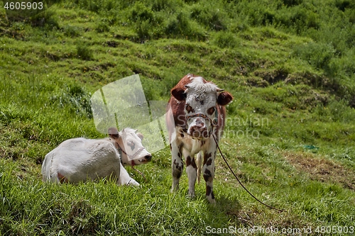 Image of Cow on a pasture