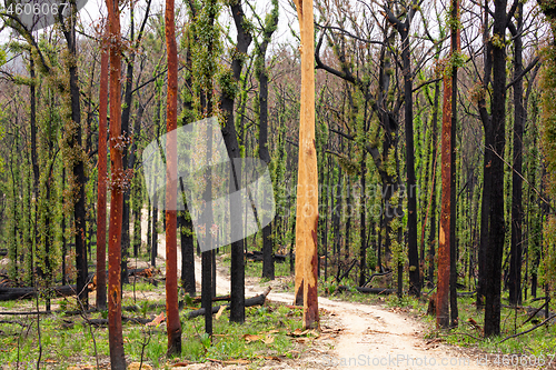 Image of Australian bush land recovering after bush fires