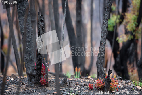 Image of Trees and plants start to recover after bush fires in Australia