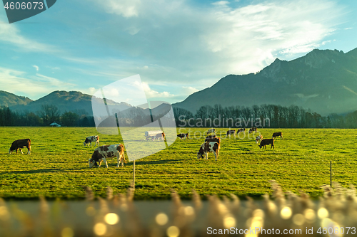 Image of A lot of cows are grazing in the meadow in a spring day.