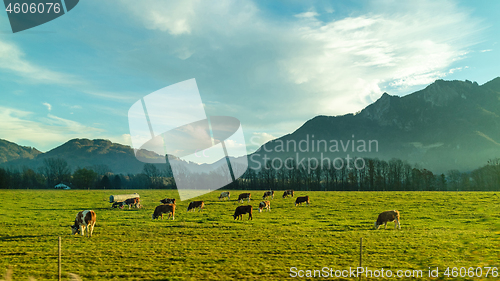 Image of Landscape with cows on a green pasture in a spring day.