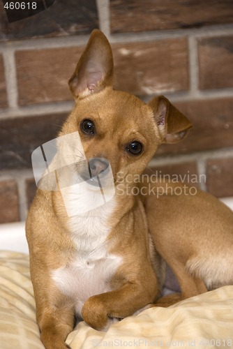 Image of Chihuahua Portrait
